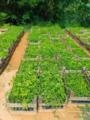 Mudas de Sansão do Campo no Atacado - Dona Euzébia/MG Imagem Mudas de Sansão do Campo no Atacado - Dona Euzébia/MG