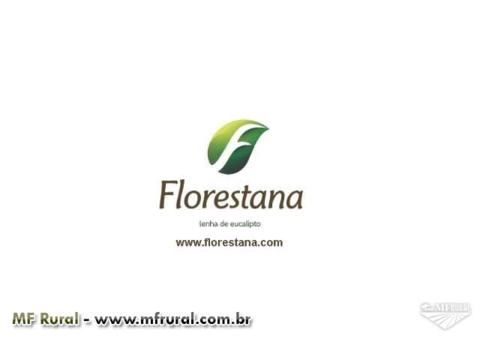 Compramos e vendemos lenha de eucalipto Imagem Compramos e vendemos lenha de eucalipto