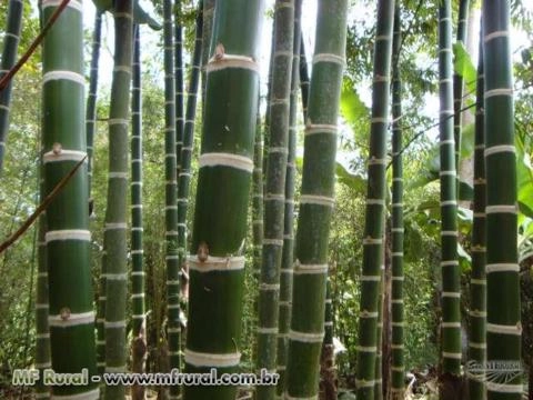 BAMBU GUADUA, O VERDADEIRO! MADEIRA DO FUTURO! Imagem BAMBU GUADUA, O VERDADEIRO! MADEIRA DO FUTURO!