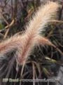 Capim do Texas (pennisetum setaceum rubrum) - DIRETO PRODUTOR
