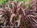 Capim do Texas (pennisetum setaceum rubrum) - DIRETO PRODUTOR