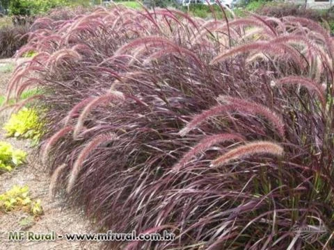 Capim do Texas (pennisetum setaceum rubrum) - DIRETO PRODUTOR