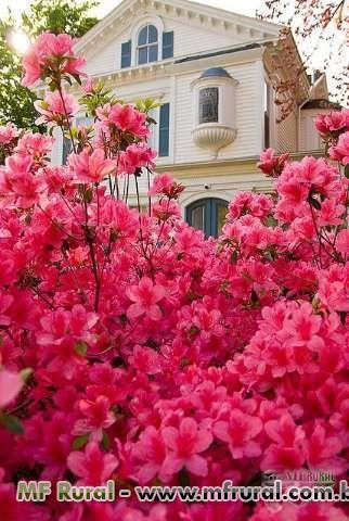 Muda de Azalea (Rhododendron) - DIRETO DO PRODUTOR Imagem Muda de Azalea (Rhododendron) - DIRETO DO PRODUTOR