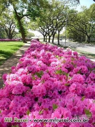 Muda de Azalea (Rhododendron) - DIRETO DO PRODUTOR
