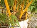 BAMBU IMPERIAL Imagem BAMBU IMPERIAL