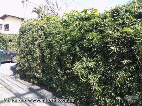 Imagem BAMBU CANA DA INDIA DIRETO DO PRODUTOR Imagem BAMBU CANA DA INDIA DIRETO DO PRODUTOR