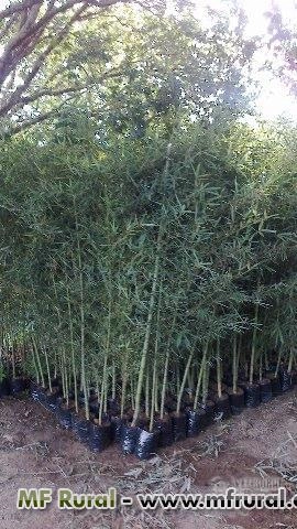 Imagem BAMBU CANA DA INDIA DIRETO DO PRODUTOR Imagem BAMBU CANA DA INDIA DIRETO DO PRODUTOR