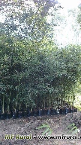 Imagem BAMBU CANA DA INDIA DIRETO DO PRODUTOR Imagem BAMBU CANA DA INDIA DIRETO DO PRODUTOR