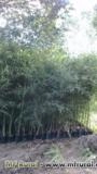 BAMBU CANA DA INDIA DIRETO DO PRODUTOR Imagem BAMBU CANA DA INDIA DIRETO DO PRODUTOR