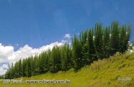 Imagem BAMBU CANA DA INDIA DIRETO DO PRODUTOR Imagem BAMBU CANA DA INDIA DIRETO DO PRODUTOR