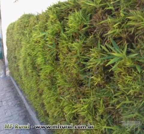 Imagem BAMBU CANA DA INDIA DIRETO DO PRODUTOR Imagem BAMBU CANA DA INDIA DIRETO DO PRODUTOR