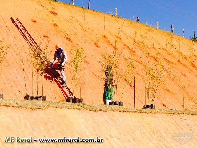 BAMBU CANA DA INDIA DIRETO DO PRODUTOR Imagem BAMBU CANA DA INDIA DIRETO DO PRODUTOR