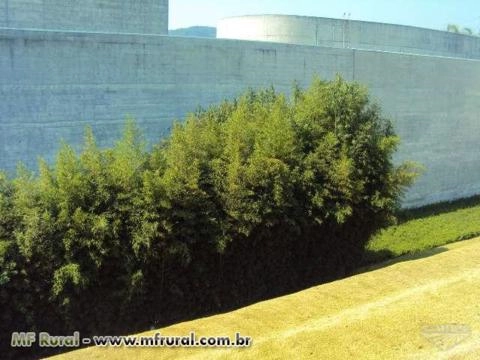 Imagem BAMBU CANA DA INDIA DIRETO DO PRODUTOR Imagem BAMBU CANA DA INDIA DIRETO DO PRODUTOR