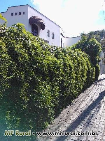 Imagem BAMBU CANA DA INDIA DIRETO DO PRODUTOR Imagem BAMBU CANA DA INDIA DIRETO DO PRODUTOR