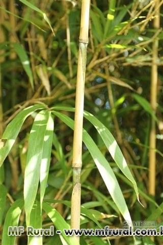 Imagem CERCA VIVA e PAISAGISMO com BAMBU JAPONÊS - Direto do Produtor Imagem CERCA VIVA e PAISAGISMO com BAMBU JAPONÊS - Direto do Produtor