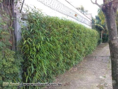 CERCA VIVA e PAISAGISMO com BAMBU JAPONÊS - Direto do Produtor Imagem CERCA VIVA e PAISAGISMO com BAMBU JAPONÊS - Direto do Produtor