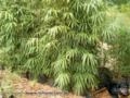 CERCA VIVA e PAISAGISMO com BAMBU JAPONÊS - Direto do Produtor Imagem CERCA VIVA e PAISAGISMO com BAMBU JAPONÊS - Direto do Produtor