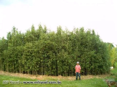 Imagem CERCA VIVA e PAISAGISMO com BAMBU JAPONÊS - Direto do Produtor Imagem CERCA VIVA e PAISAGISMO com BAMBU JAPONÊS - Direto do Produtor