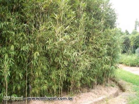 Imagem CERCA VIVA e PAISAGISMO com BAMBU JAPONÊS - Direto do Produtor Imagem CERCA VIVA e PAISAGISMO com BAMBU JAPONÊS - Direto do Produtor