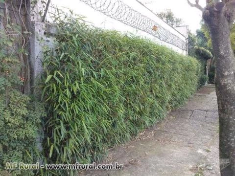 Imagem CERCA VIVA e PAISAGISMO com BAMBU JAPONÊS - Direto do Produtor Imagem CERCA VIVA e PAISAGISMO com BAMBU JAPONÊS - Direto do Produtor