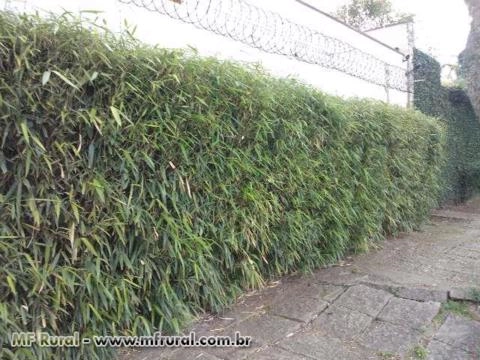 Imagem CERCA VIVA e PAISAGISMO com BAMBU JAPONÊS - Direto do Produtor Imagem CERCA VIVA e PAISAGISMO com BAMBU JAPONÊS - Direto do Produtor