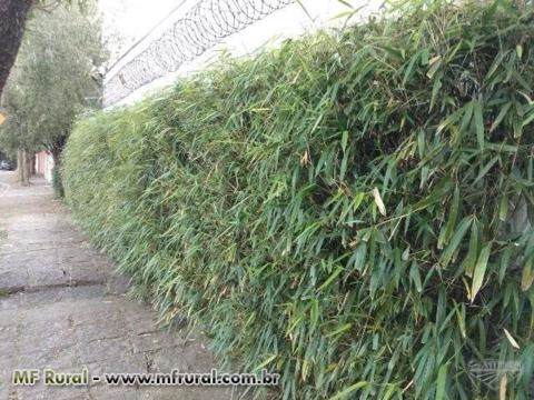 Imagem CERCA VIVA e PAISAGISMO com BAMBU JAPONÊS - Direto do Produtor Imagem CERCA VIVA e PAISAGISMO com BAMBU JAPONÊS - Direto do Produtor