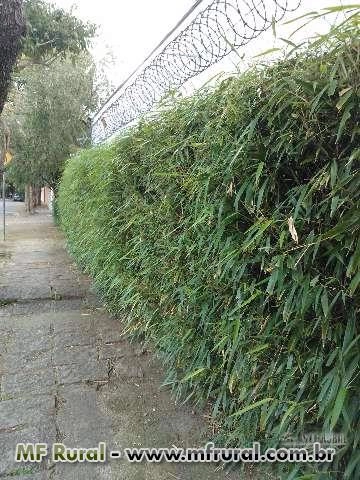 Imagem CERCA VIVA e PAISAGISMO com BAMBU JAPONÊS - Direto do Produtor Imagem CERCA VIVA e PAISAGISMO com BAMBU JAPONÊS - Direto do Produtor