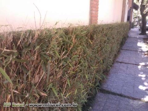 Imagem CERCA VIVA e PAISAGISMO com BAMBU JAPONÊS - Direto do Produtor Imagem CERCA VIVA e PAISAGISMO com BAMBU JAPONÊS - Direto do Produtor