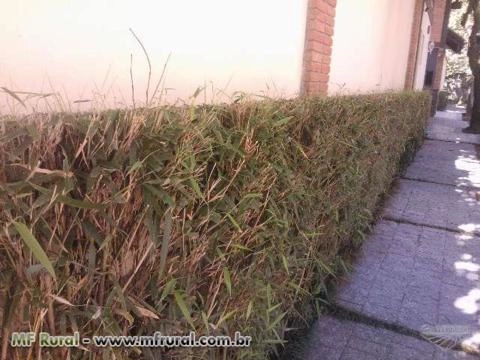 Imagem CERCA VIVA e PAISAGISMO com BAMBU JAPONÊS - Direto do Produtor Imagem CERCA VIVA e PAISAGISMO com BAMBU JAPONÊS - Direto do Produtor