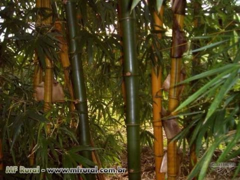 Imagem BAMBU DE GRANDE PORTE Imagem BAMBU DE GRANDE PORTE