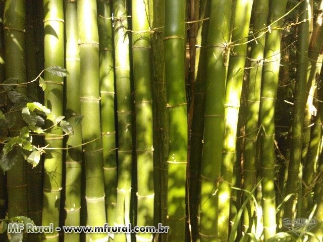 BAMBU DE GRANDE PORTE Imagem BAMBU DE GRANDE PORTE