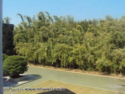 Imagem BAMBU DE GRANDE PORTE Imagem BAMBU DE GRANDE PORTE