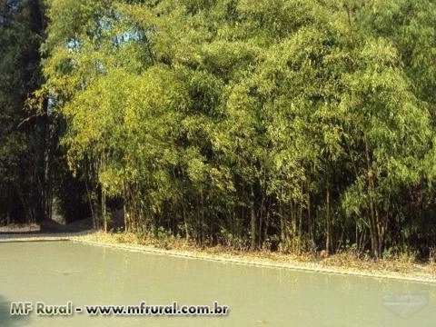 Imagem BAMBU DE GRANDE PORTE Imagem BAMBU DE GRANDE PORTE