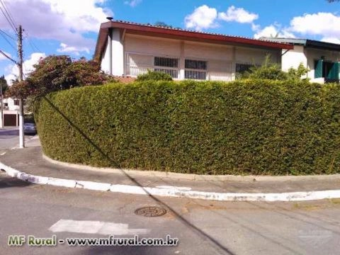 Cerca Viva com BAMBU o Melhor Custo-Beneficio e Crescimento Recorde - Direto do Produtor Imagem Cerca Viva com BAMBU o Melhor Custo-Beneficio e Crescimento Recorde - Direto do Produtor