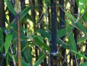 Bambu Preto (Phyllostachys nigra muchisasa)