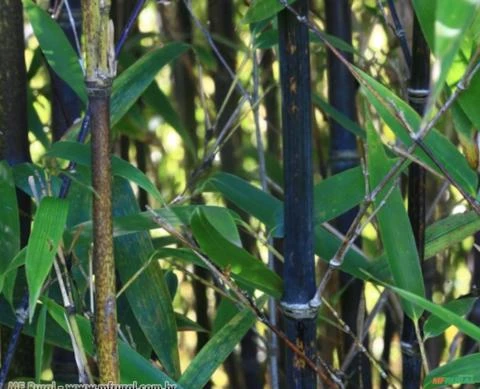 Bambu Preto (Phyllostachys nigra muchisasa) 