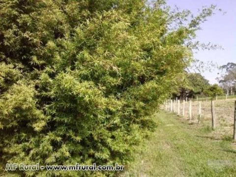 Cerca Viva e Paisagismo com Bambu Multiplex - DIRETO DO PRODUTOR Imagem Cerca Viva e Paisagismo com Bambu Multiplex - DIRETO DO PRODUTOR
