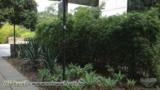 Cerca Viva e Paisagismo com Bambu Multiplex - DIRETO DO PRODUTOR Imagem Cerca Viva e Paisagismo com Bambu Multiplex - DIRETO DO PRODUTOR