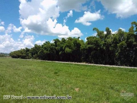 BAMBU GIGANTE VERDE - DIRETO DO PRODUTOR Imagem BAMBU GIGANTE VERDE - DIRETO DO PRODUTOR