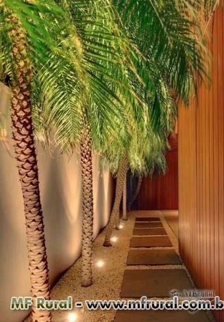 Palmeira Fênix (Phoenix Roebelenii) - DIRETO PRODUTOR