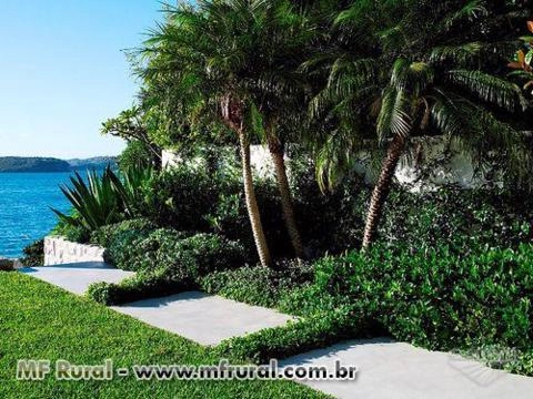 Palmeira Fênix (Phoenix Roebelenii) - DIRETO PRODUTOR Imagem Palmeira Fênix (Phoenix Roebelenii) - DIRETO PRODUTOR