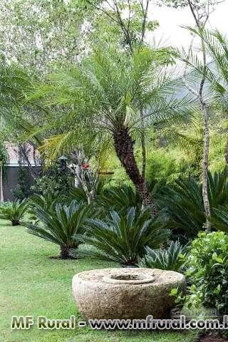 Palmeira Fênix (Phoenix Roebelenii) - DIRETO PRODUTOR