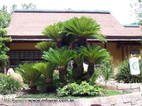 Cica (Cycas Revolute) - DIRETO PRODUTOR Imagem Cica (Cycas Revolute) - DIRETO PRODUTOR