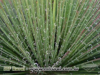 Agave Palito (Agave Geminiflora) - DIRETO PRODUTOR Imagem Agave Palito (Agave Geminiflora) - DIRETO PRODUTOR