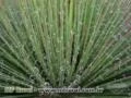 Agave Palito  (Agave Geminiflora) - DIRETO PRODUTOR