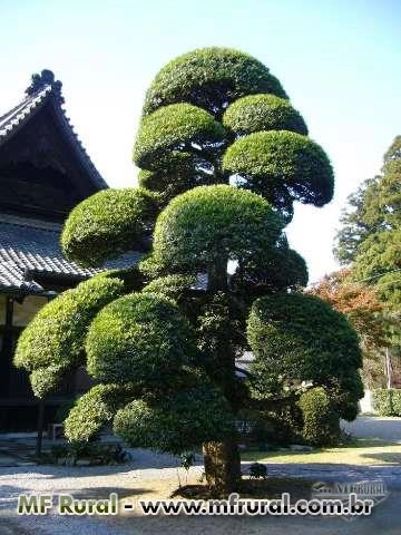 Imagem Podocarpos (Podocarpus Macrophyllus) -DIRETO PRODUTOR Imagem Podocarpos (Podocarpus Macrophyllus) -DIRETO PRODUTOR