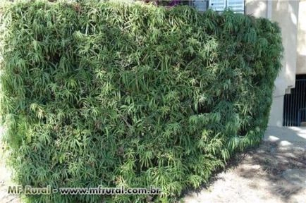 Imagem Podocarpos (Podocarpus Macrophyllus) -DIRETO PRODUTOR Imagem Podocarpos (Podocarpus Macrophyllus) -DIRETO PRODUTOR