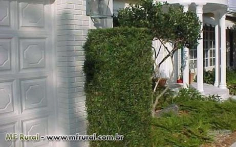 Imagem Podocarpos (Podocarpus Macrophyllus) -DIRETO PRODUTOR Imagem Podocarpos (Podocarpus Macrophyllus) -DIRETO PRODUTOR