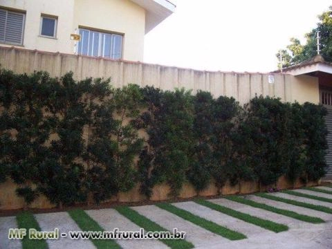 Imagem Podocarpos (Podocarpus Macrophyllus) -DIRETO PRODUTOR Imagem Podocarpos (Podocarpus Macrophyllus) -DIRETO PRODUTOR