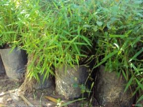 Mini Bambu (Fargesia adpressa)